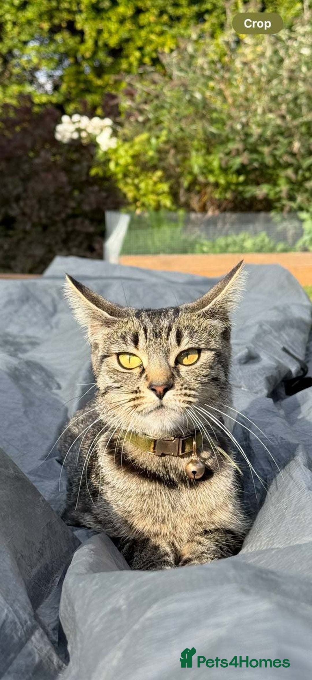 Mixed Breed cats for sale: Tabby - Image 9