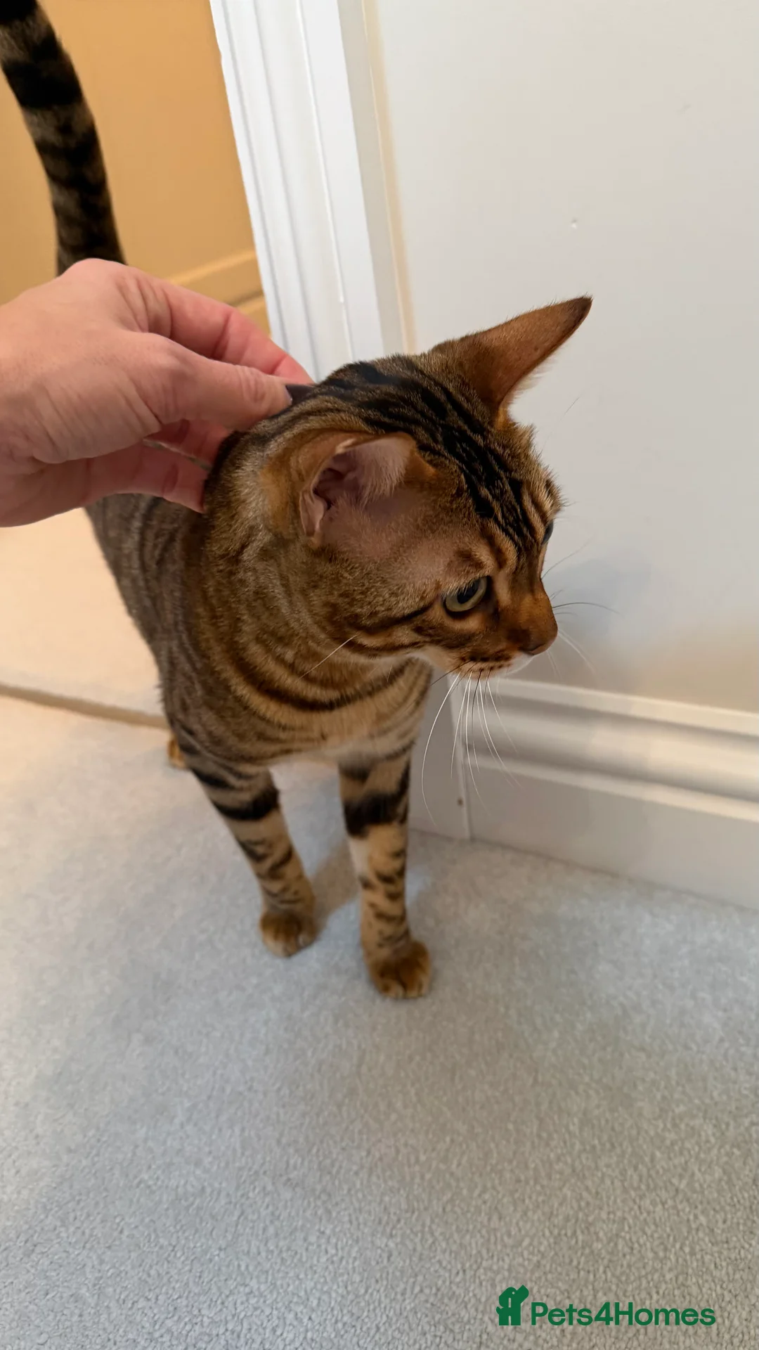 Bengal cats for sale: Beautiful Bengal girl - amazing markings - Advert 4