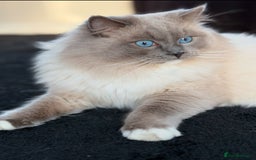 Ragdoll cats for sale: SUPER FLUFFY GORGEOUS BOY RAGDOLL KITTENS - Image 4