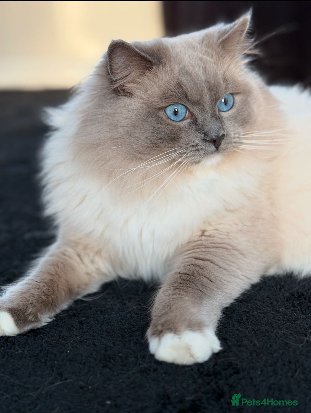 Ragdoll cats for sale: SUPER FLUFFY GORGEOUS BOY RAGDOLL KITTENS - Image 4