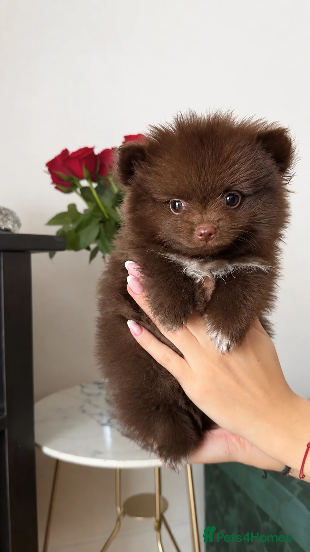 Pomeranian dogs for sale: ROYAL PET REGISTRY & KC REGISTERED POMPOM PUPPIES in Harlow - Advert 5
