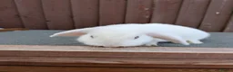 Mini Lop rabbits for sale: Purebred Minilops available to Reserve - Advert 15