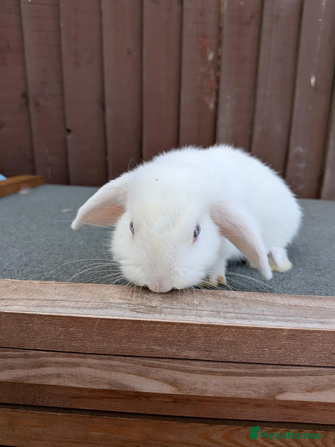 Mini Lop rabbits for sale: Purebred Minilops available to Reserve - Advert 15