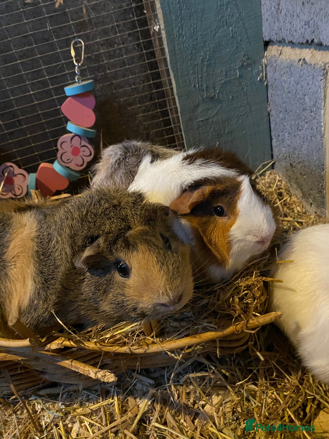 Rex rabbits for sale: Mini Rex -Tricolour Buck and VM Blue Doe - Advert 8