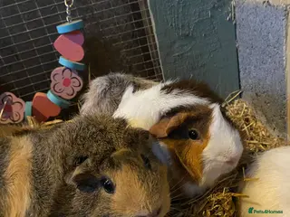 Rex rabbits Two Female Guinea Pigs Looking for Home - Advert 4