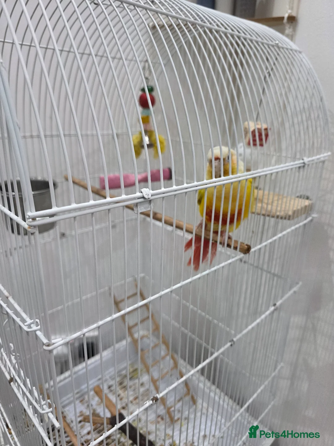 Conures birds for sale: Conure  in Weston-super-Mare - Advert 2