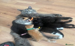 Mixed Breed cats for sale: Adorable 5-Week-Old Kittens Ready for Loving Home  - Image 28
