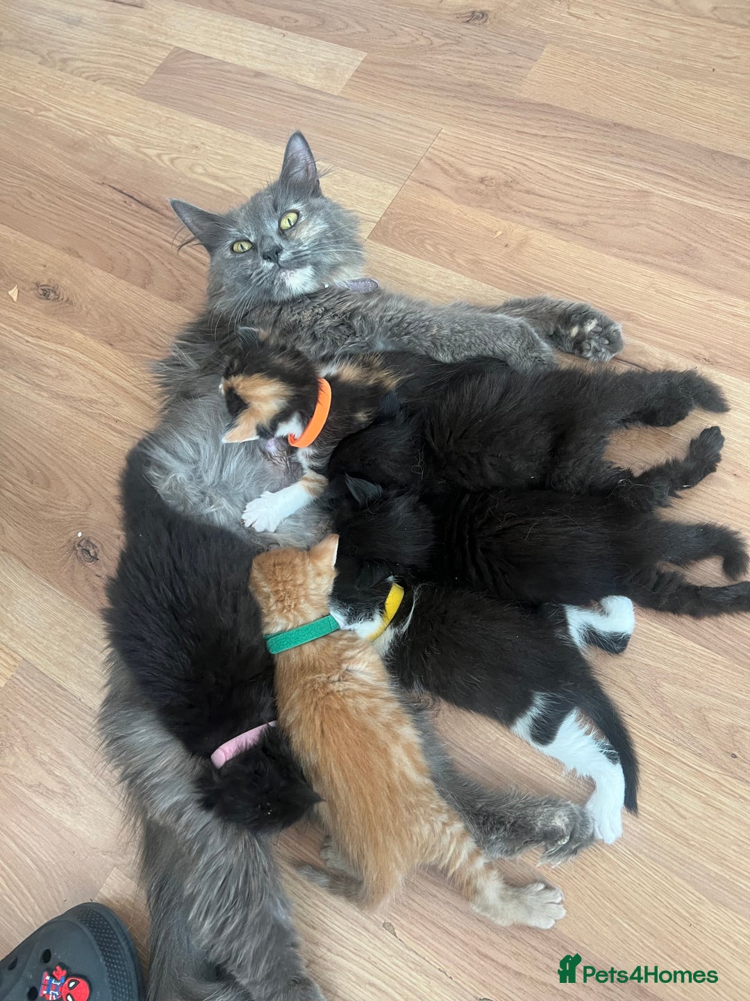 Mixed Breed cats for sale: Adorable 5-Week-Old Kittens Ready for Loving Home  - Image 28