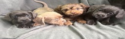 Mixed Breed dogs for sale: LOVELY LITTER OF SCHWEENIES  - Advert 7