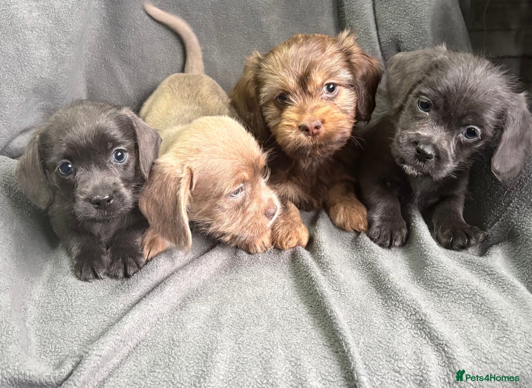 Mixed Breed dogs for sale: LOVELY LITTER OF SCHWEENIES  - Advert 7