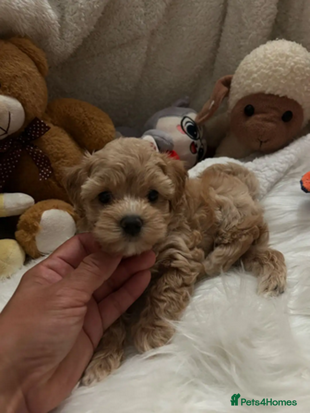 Maltipoo dogs for sale: Beautiful tiny Maltipoo puppies Ready to go - Advert 4