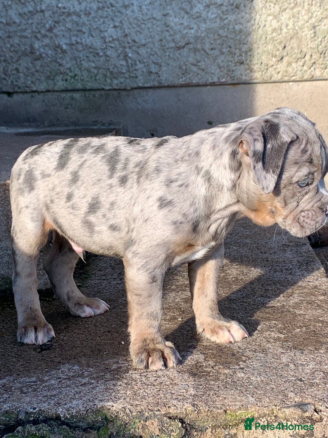 Olde English Bulldogge dogs for sale: Olde English bulldogges generational  - Advert 27
