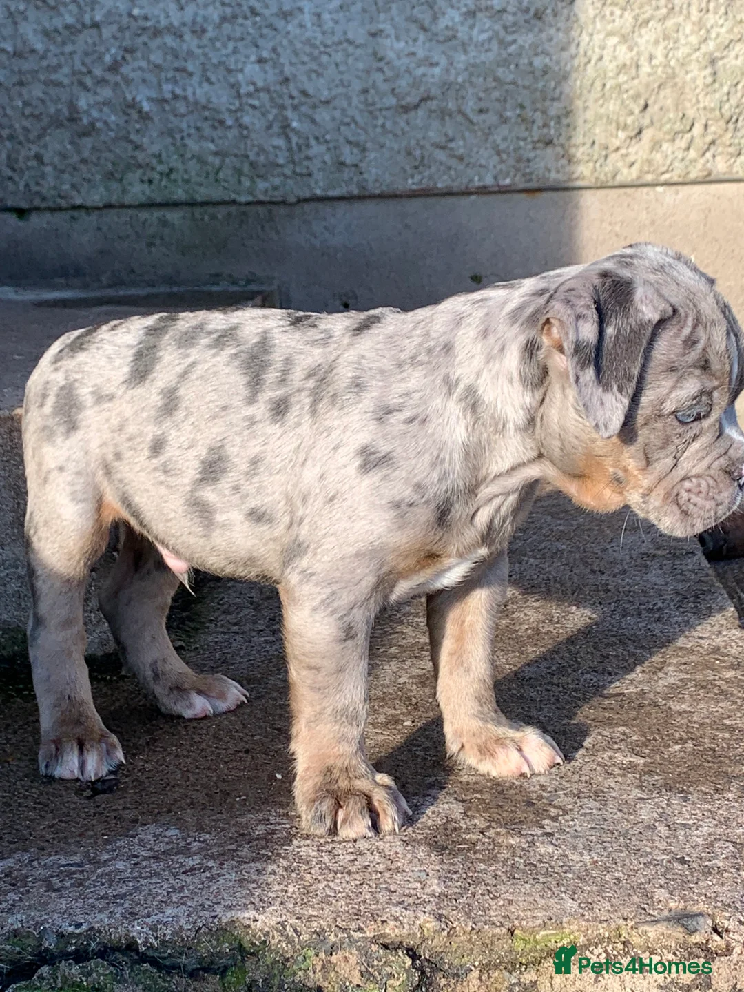 Olde English Bulldogge dogs for sale: Olde English bulldogges generational  - Advert 23