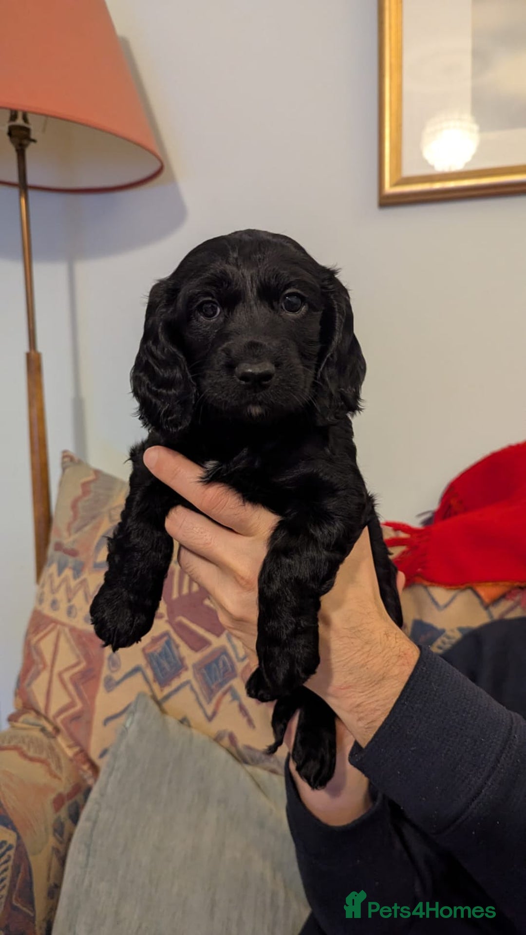 Cocker Spaniel dogs for sale: Working Cocker Spaniel puppies - Advert 7