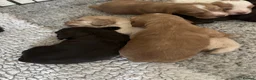 Sprocker dogs for sale: Lovely sprocker puppies  - Advert 13