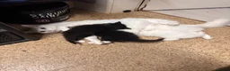 Mixed Breed cats for sale: 3 white kittens and 2black and white kittens  - Advert 4