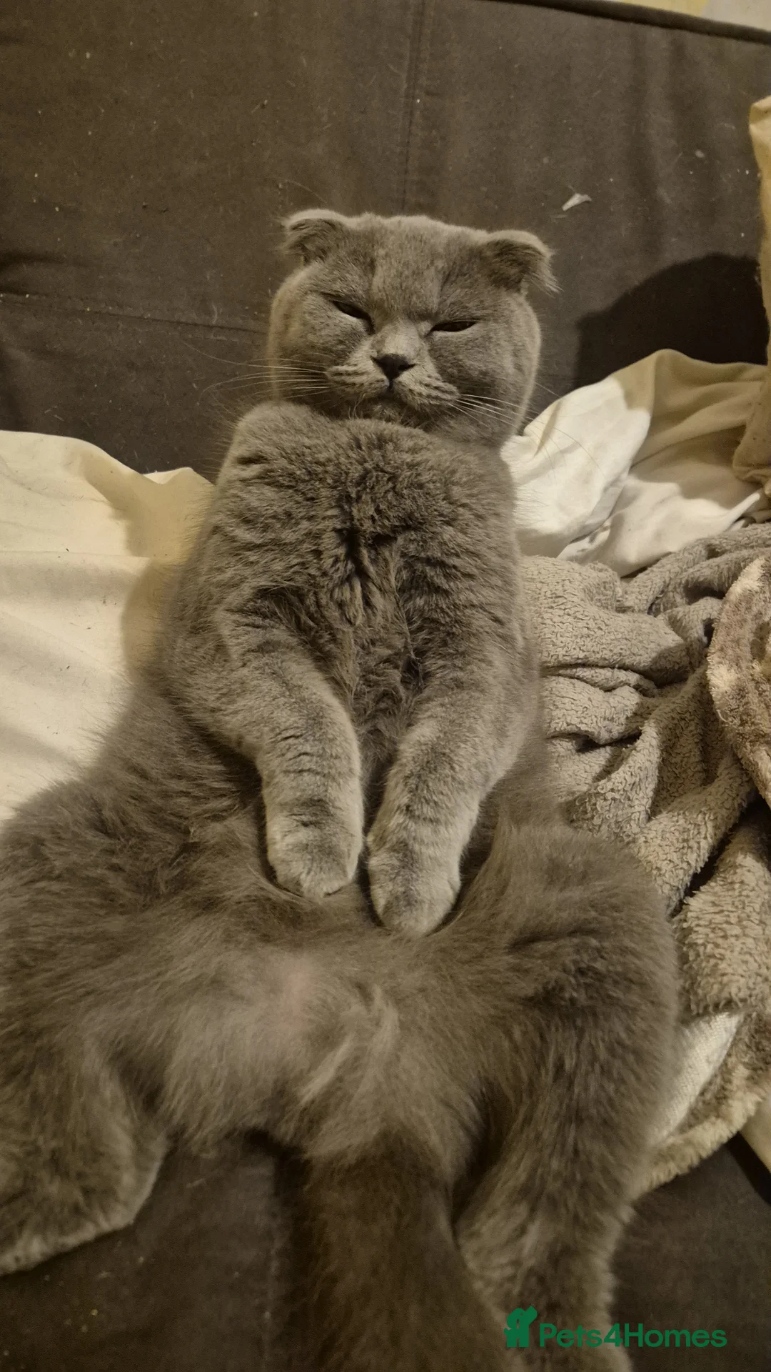 Scottish Fold cats for sale: Beautiful Scottish fold - Advert 4