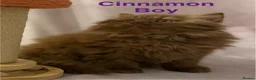 British Shorthair cats for sale: Registered Pedigree British Shorthair & Longhair  in Stafford - Advert 8