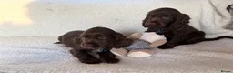 Cocker Spaniel dogs for sale: Show type cocker spaniels in Ipswich - Advert 16