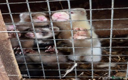 Ferret rodents for sale: 9 Ferrets for sale - Image 13