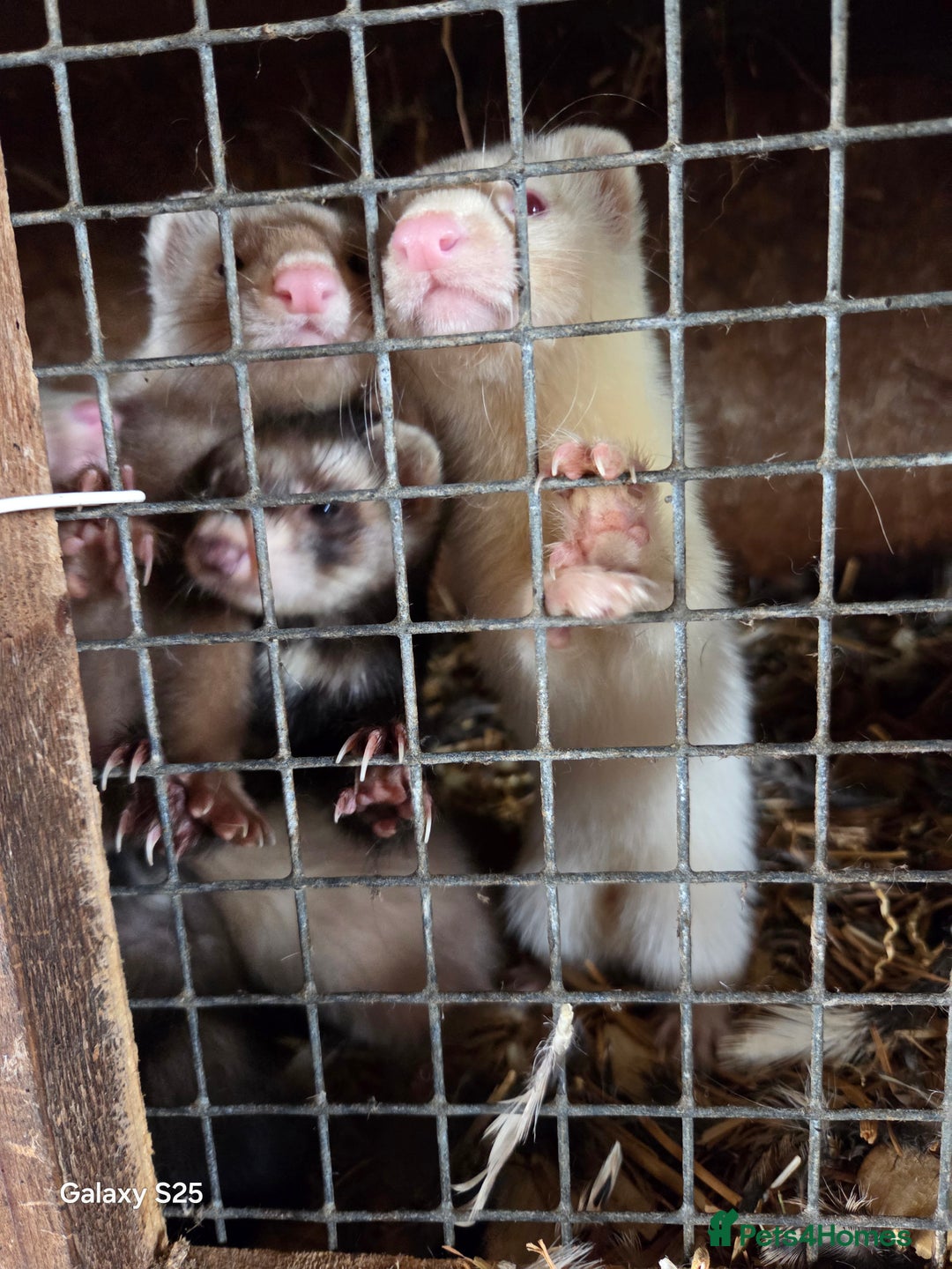 Ferret rodents for sale: 9 Ferrets for sale - Image 13