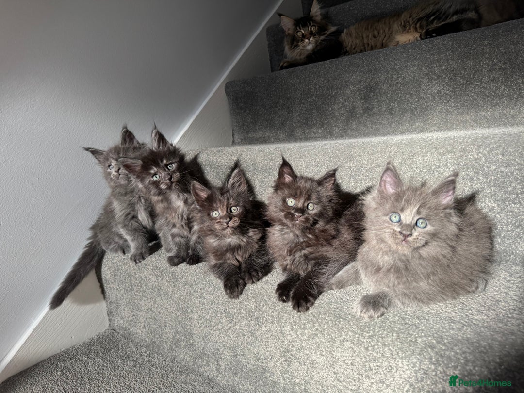 Maine Coon cats for sale: Pedigree Maine Coon Kittens – Blues & Smokes - Advert 11