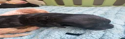 Cockapoo dogs for sale: Ironhold Cockapoo Litter 🐶🖤🏴󠁧󠁢󠁳󠁣󠁴󠁿!  - Advert 3