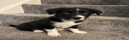 Border Collie dogs for sale: Pure border collie pups - Advert 2