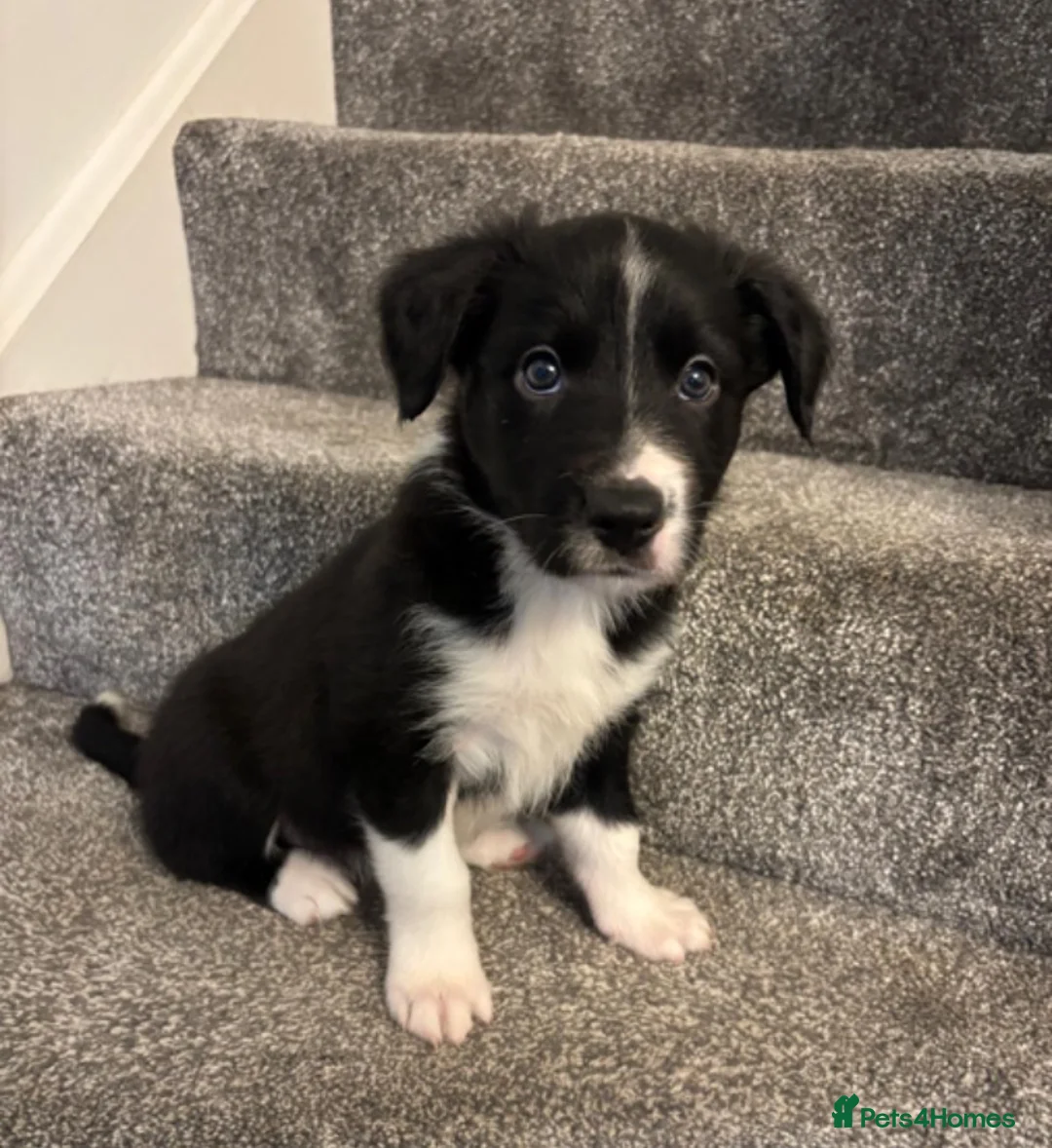 Border Collie dogs for sale: Pure border collie pups - Advert 2