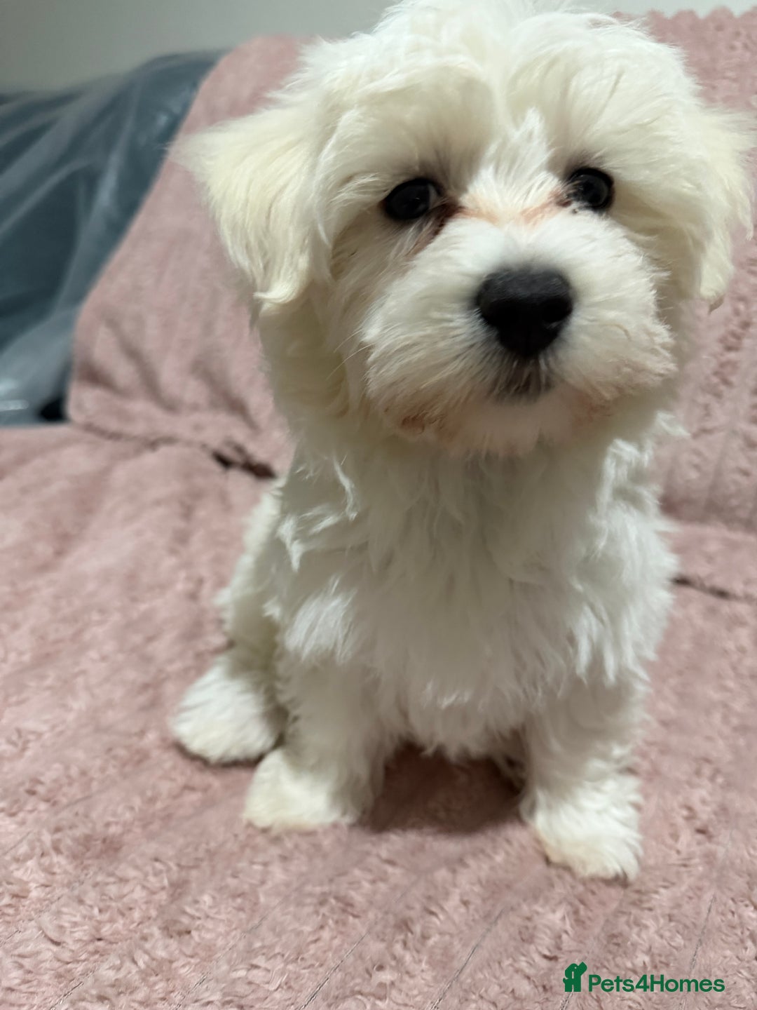 Maltese dogs for sale: Beautiful Maltese girl  - Advert 12
