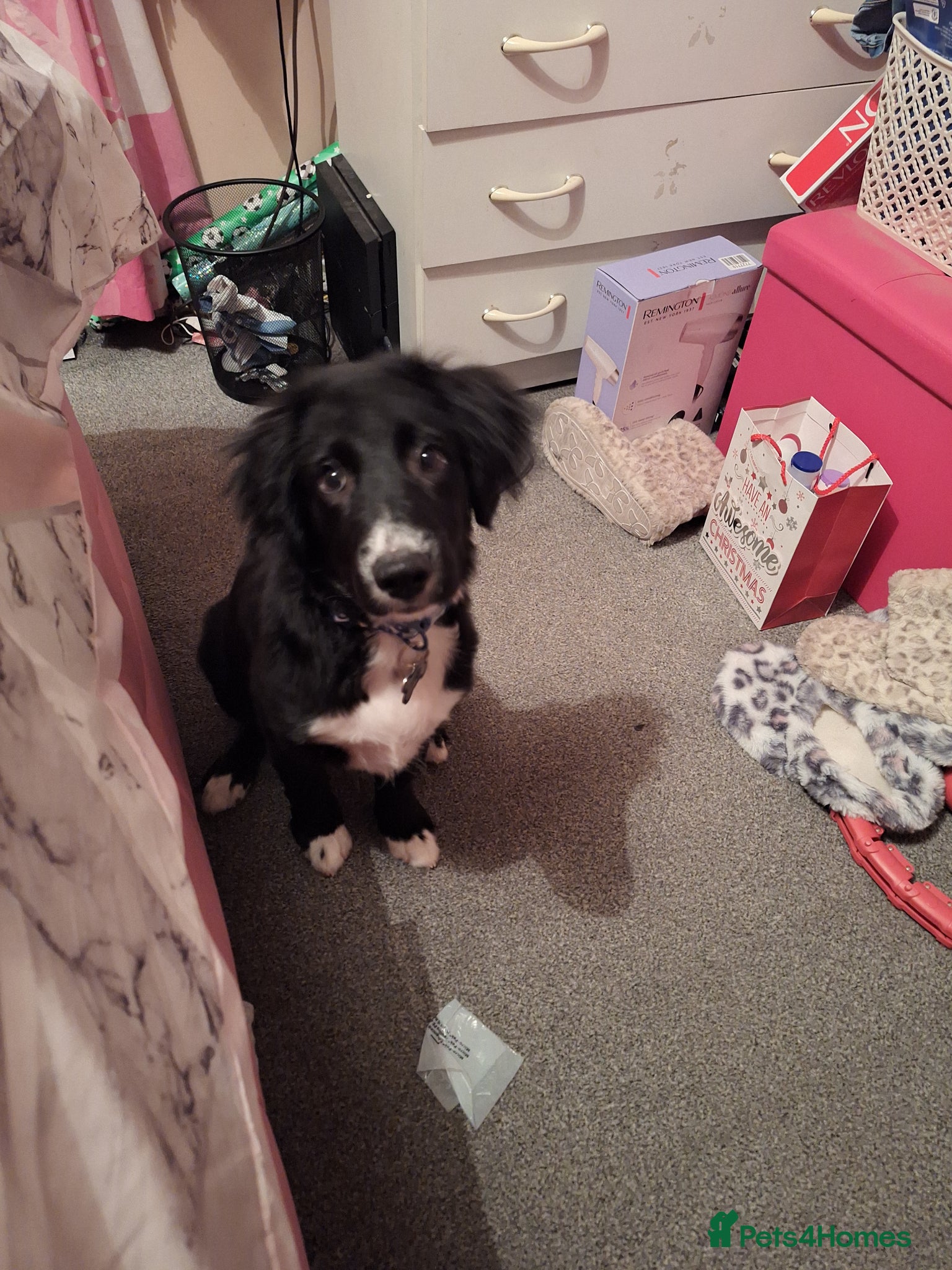 Mixed Breed dogs Springer x belguim shep - Advert 10