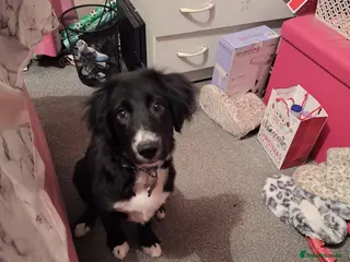 Mixed Breed dogs Springer x belguim shep - Advert 10