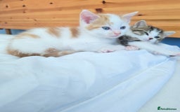 Mixed Breed cats for sale:  Blue eyes Flower pattern mark unique kitten  - Image 7