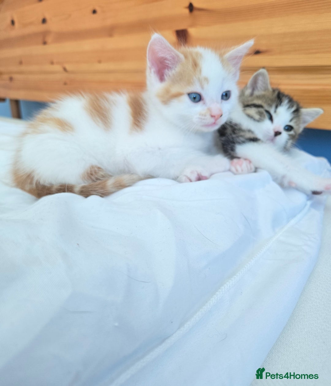 Mixed Breed cats for sale:  Blue eyes Flower pattern mark unique kitten  - Image 7