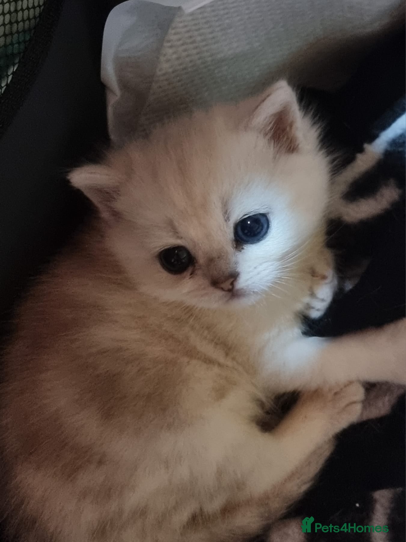 Persian cats Persian chinchilla kittens  - Advert 16