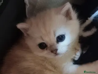 Persian cats Persian chinchilla kittens - Advert 16