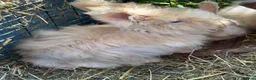 Mini Lop rabbits for sale: Mini lops-raised indoors-vaccinated  - Advert 15