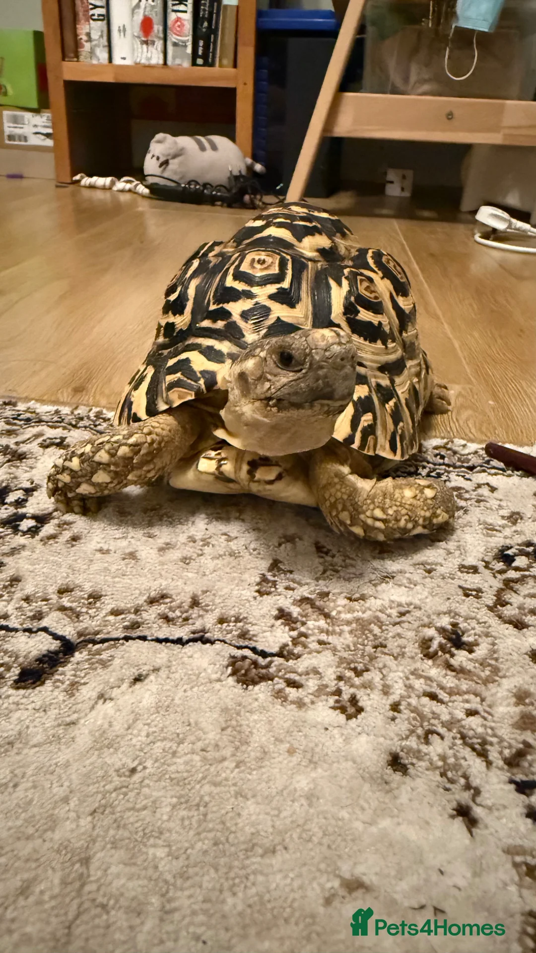 Tortoise reptiles for sale: Leopard tortoise  - Advert 4