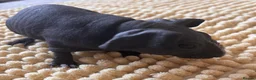 Guinea Pig rodents for sale: Gorgeous Skinny Pig Boars - Advert 5