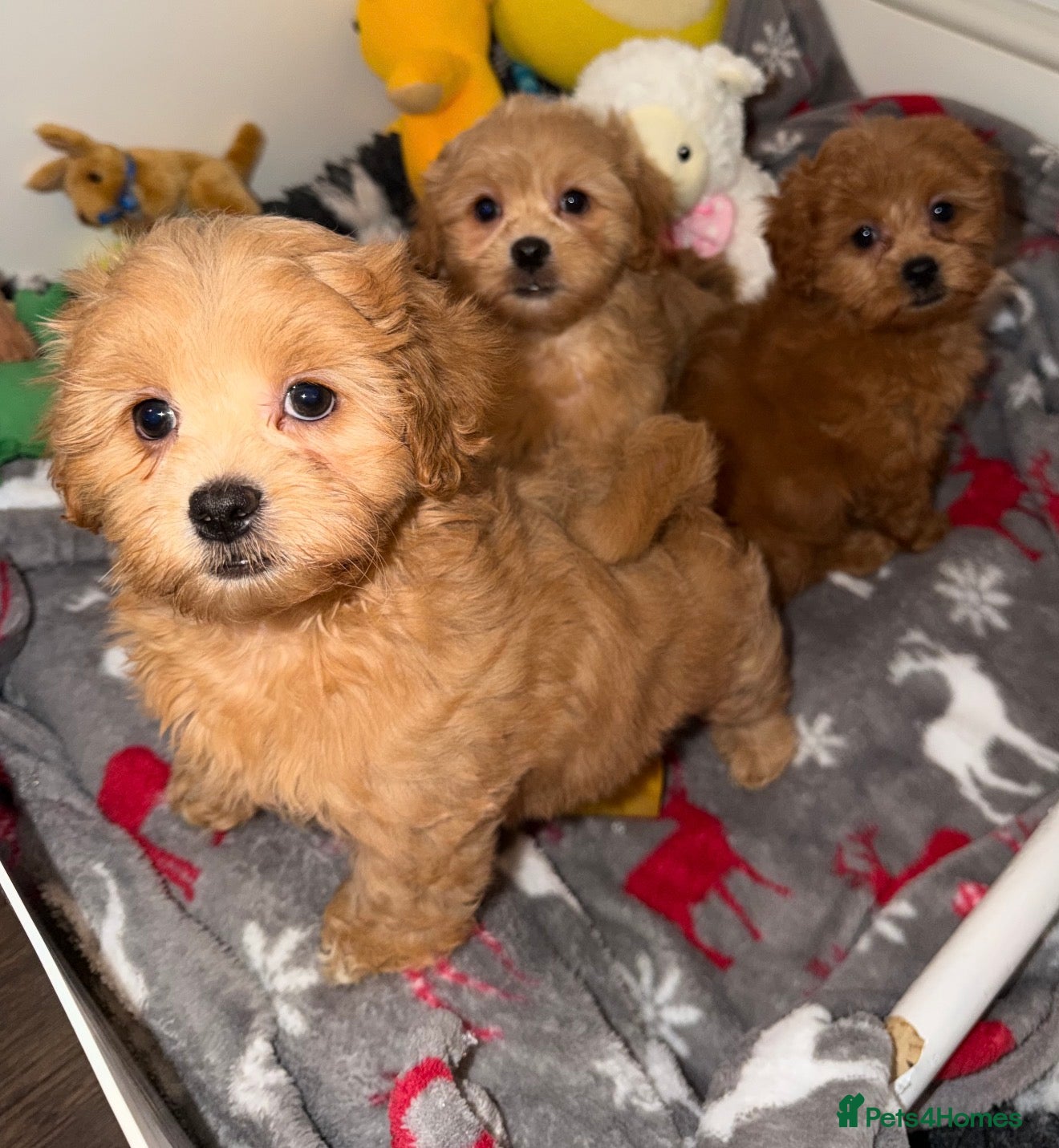 Shihpoo dogs 🧡💛🧡Stunning F1 Shihpoo Puppies💛🧡💛 - Advert 2