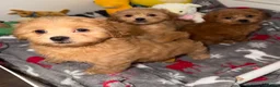 Shihpoo dogs for sale: 🧡💛🧡Stunning F1 Shihpoo Puppies💛🧡💛 - Advert 4