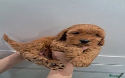 Cockapoo dogs for sale: 5* minature cockapoos - Image 14