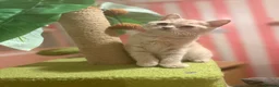 British Shorthair cats for sale: Muffin - Male Solid cream British Shorthair - Advert 6
