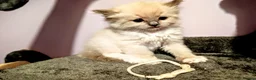Ragdoll cats for sale: Ready for New Homes. Tortie and tabby ragdolls - Advert 38