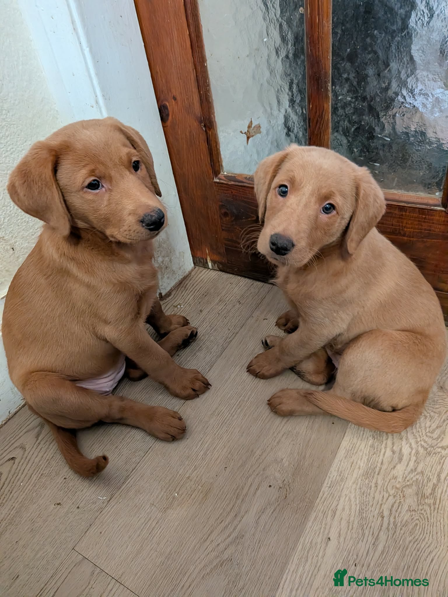 Mixed Breed dogs Golden doodle puppies - Advert 2