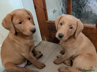 Mixed Breed dogs Golden doodle puppies - Advert 2