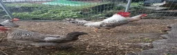 Chickens poultry for sale: Cream Legbar /Blue Splash Orpington Hatching Eggs  - Advert 3