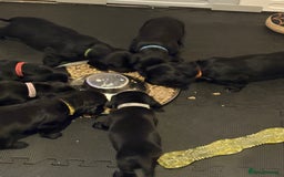 Mixed Breed dogs for sale: Dockers! Beautiful 3 girls left READY NOW  - Advert 16