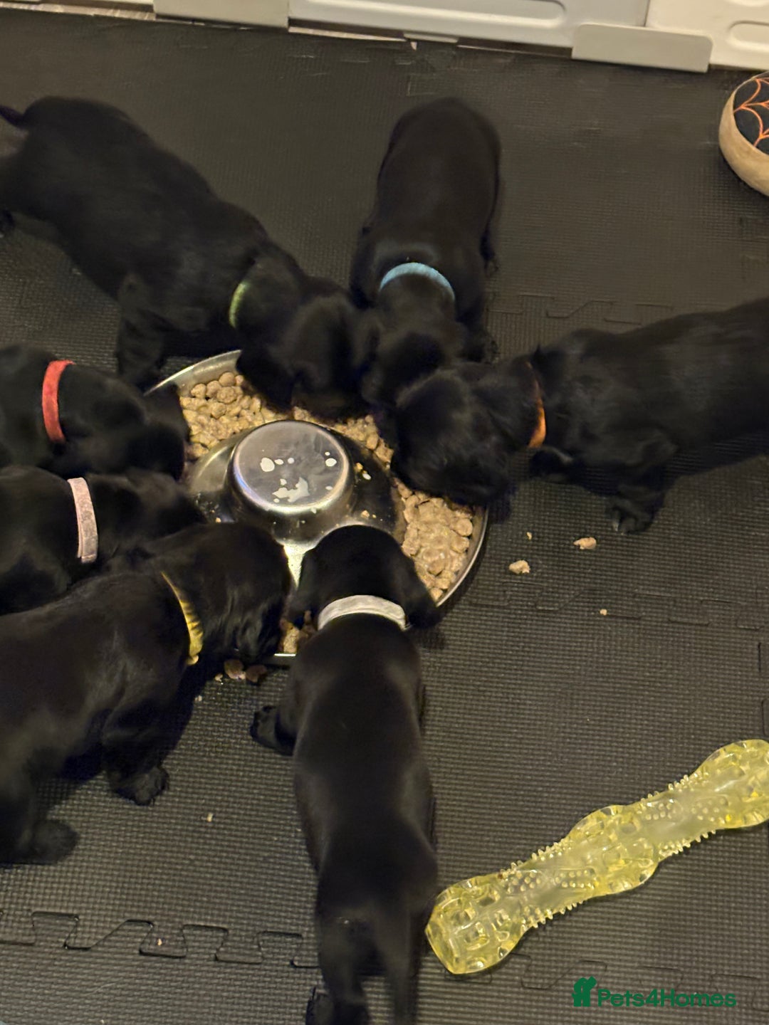 Mixed Breed dogs for sale: Dockers! Beautiful 3 girls left READY NOW  - Advert 16