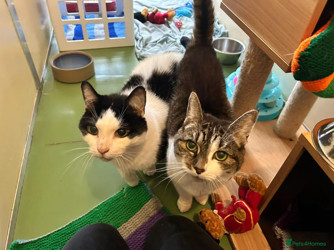 Domestic Shorthair cats for adoption: Lily & James - Advert 1